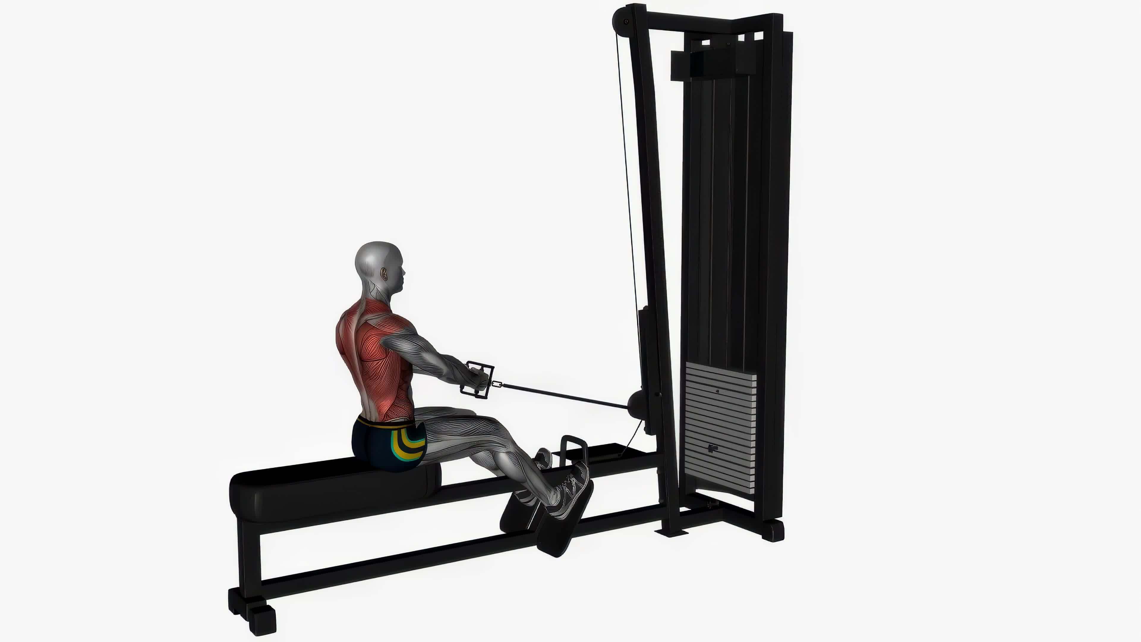 Seated cable row v bar machine fitness exercise workout animation video