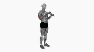 haltère marteau boucle simultané bras aptitude exercice faire des exercices animation vidéo Masculin muscle surligner 4k 60 images par seconde video