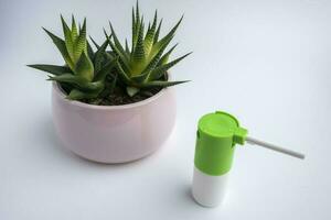 an inhaler with a medicine for throat diseases and a Haworthia flower on a white background photo
