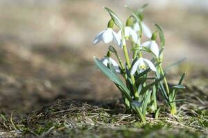 un Fresco blanco campanilla de febrero crece en el jardín. foto