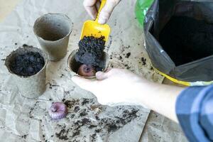 process of planting bulbous plants in a peat pot for breeding flowers photo