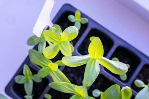 seedlings of flowers in a plastic cellular container on the windowsill photo