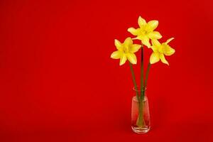 narciso flores en un florero en un rojo antecedentes. Fresco primavera flores foto