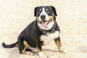 the dog is sitting on the sand with his mouth open looking at the camera. pets photo