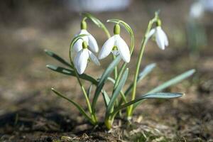 A FRESH WHITE SNOWDROP GROWS IN THE GARDEN. photo