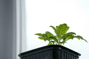 a small pot with a green tomato sprout, tomato seedlings on the windowsill photo