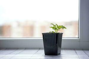 a small pot with a green tomato sprout for the garden, tomato seedlings on the windowsill photo