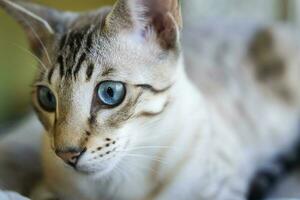 portrait of a domestic cat. a mixture of Bengali and Oriental breeds photo