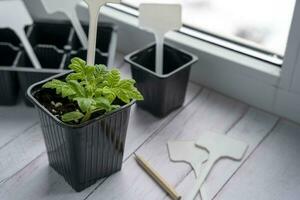 un maceta con un tomate brote, turba ollas para plántulas, jardín etiquetas y un lápiz foto