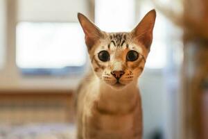 portrait of a domestic cat. a mixture of Bengali and Oriental breeds photo