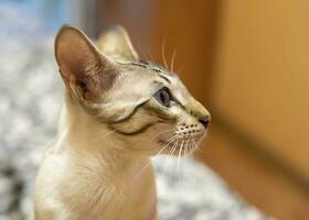 retrato de un Doméstico gato. un mezcla de bengalí y oriental razas foto