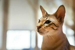 retrato de un Doméstico gato. un mezcla de bengalí y oriental razas foto