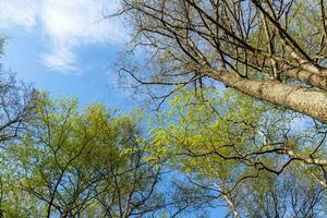 bottom view of the tree trunk and the blue clear sky. nature. photo