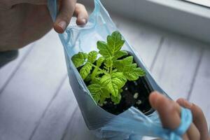 Hands hold a green sprout with soil in a pot in a blue bag. A plant in the hands. Seedlings photo