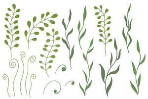 Set of herbaceous plants. Green branches with leaves. Hand drawn flat vector illustration.