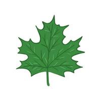 Green maple leaf. Illustration for printing, backgrounds, covers and packaging. Image can be used for greeting cards, posters, stickers and textile. Isolated on white background. vector