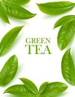 Green tea leaves herbal background, vector