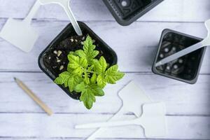 un maceta con un tomate brote, turba ollas para plántulas, jardín etiquetas y un lápiz foto