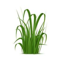 Realistic grass, green blades with soft texture vector