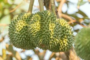 Branch of durian on tree photo