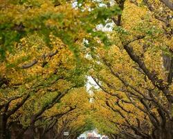 Maple tree in autumn photo