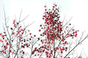 Maple tree in autumn photo