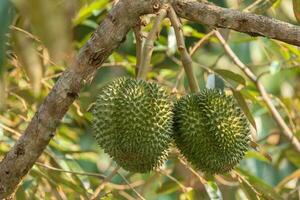 Branch of durian on tree photo