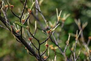 flor de hamamelis intermedia en temprano primavera. hamamelis tiene maravilloso flores en temprano primavera. foto