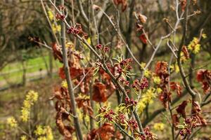 Flower of Hazel Witch shrub, Hamamelis virginiana in early spring. Hamamelis has gorgeous yellow flowers in early spring. photo