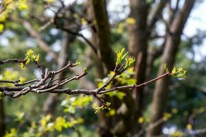 el nuevo crecimiento en primavera desde felodendro sachalinense foto