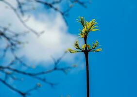 The new growth in spring from Phellodendron sachalinense photo