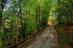 Road through the woods photo