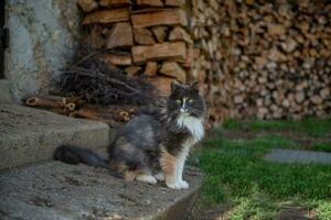 Norwegian forest cat photo