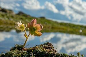 helleborus floración en el montañas foto