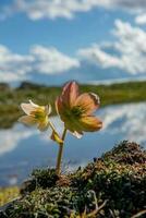 helleborus floración en el montañas foto