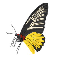 illustration de papillon dessiné à la main png