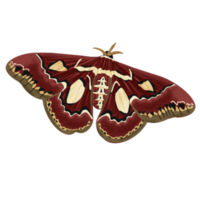 hand- getrokken vlinder illustratie png