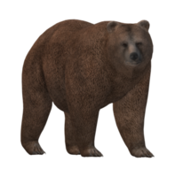 orso isolato su un' trasparente sfondo png