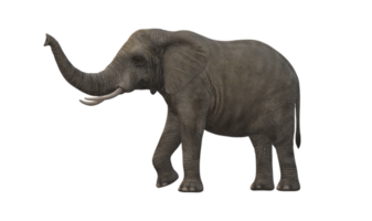 elefante isolato su un' trasparente sfondo png