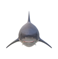 requin isolé sur une transparent Contexte png