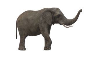 olifant geïsoleerd Aan een transparant achtergrond png