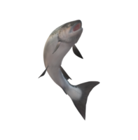 Salmon Fish isolated on a Transparent Background png