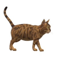 gato isolado em uma transparente fundo png