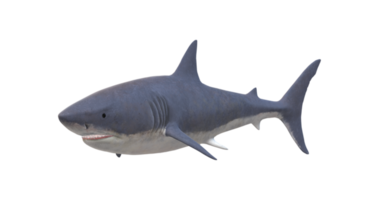 requin isolé sur une transparent Contexte png