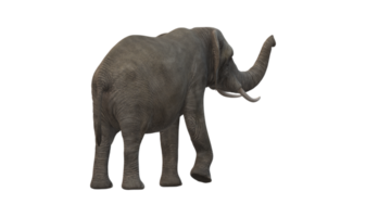 elefante isolado em uma transparente fundo png