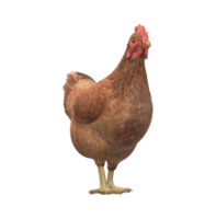 pollo aislado en un transparente antecedentes png