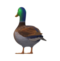 Ente isoliert auf ein transparent Hintergrund png