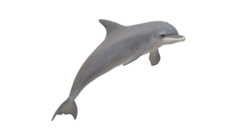 delfino isolato su un' trasparente sfondo png