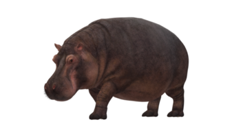 hipopótamo aislado en un transparente antecedentes png