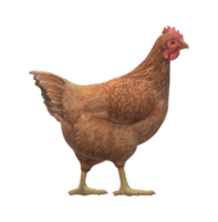 poulet isolé sur une transparent Contexte png